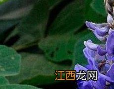 葛花的作用与功效及食用禁忌 葛花的作用与功效及食用禁忌