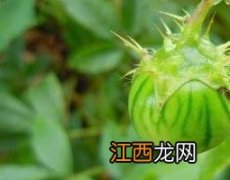 牛茄子的功效与作用 牛茄子的功效与用法用量