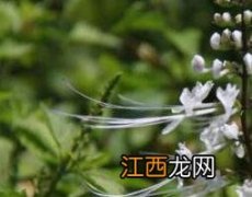 猫须草的功效与作用及药用价值 猫须草的功效与作用猫须草的副作用