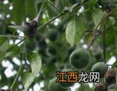 中药苦楝子的功效与作用 中药苦楝子的功效与作用价格