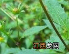 鬼针草图片欣赏 鬼针草图片