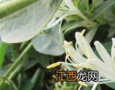 甘草二花的功效与作用 二花的功效与作用