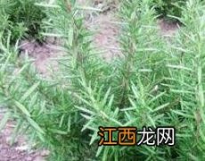 迷迭香与百里香的区别 迷迭香和百里香的区别