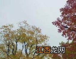 冬天的乌桕树图片 乌桕树图片