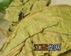 冬桑叶的功效与作用图片 冬桑叶的功效与作用