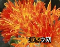 红花的功效与作用及药用价值是什么 红花的功效与作用及药用价值