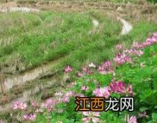 紫云英种植时间 紫云英一年可种几次