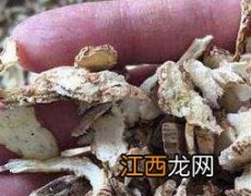 白芨的功效与作用及药用价值 白芨的功效与作用及药用价值及禁忌