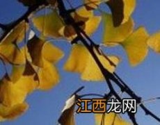 银杏叶子的功效与作用点 银杏叶子的功效与作用