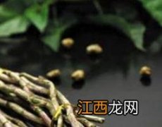 石斛的功效与作用及药用价值及禁忌 石斛的功效与作用及药用价值