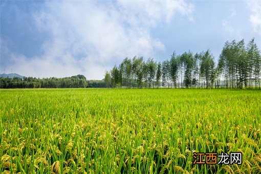 2022中国农民丰收节100个节庆特色活动公布：有你的家乡吗？