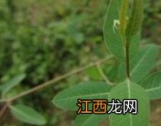 萝卜麻麻的功效 萝卜麻的作用和功效