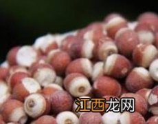 芡实的药用价值和功效 芡实的功效与作用及药用价值