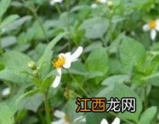 柳叶鬼针草的功效与作用图片 柳叶鬼针草的功效与作用