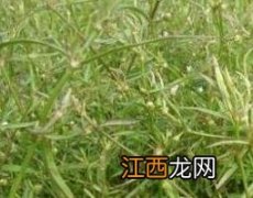 白花蛇舌草的功效与作用 白花蛇舌草的功效与作用图片