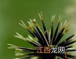 鬼针草的药用价值和它的功效 鬼针草的功效与作用及药用价值