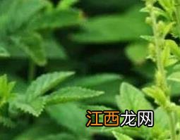 仙鹤草的功效与作用及食疗用法 仙鹤草的功效与作用及食疗用法用量