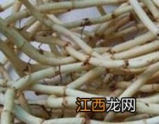 鱼腥草泡水喝的好处与功效 鱼腥草泡水喝有什么疗效