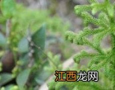 伸筋草的功效与作用及药用价值 伸筋草功效与作用的功效与作用