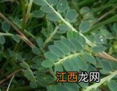 醉仙草有什么功效与作用 醉仙草有什么功效