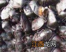 什么是九香虫? 梦幻九香虫是什么