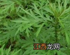 野艾蒿的功效与作用 野艾蒿的功效与作用:理气血,逐寒湿等功效