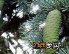 球球果图片 球球果什么