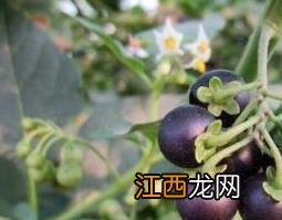 黑星星果的药用价值与功效与作用 黑星星果的药用价值与功效