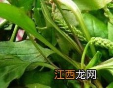 猪耳朵草的药用价值 猪耳朵植物图片它有啥药用价值