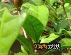 神秘果树叶的功效与药用价值是什么 神秘果树叶的功效与药用价值