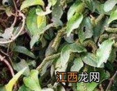 小风藤的功效与作用及药用价值 大风藤的功效和作用