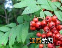 花揪果的药用价值与功效 花揪果的功效与作用