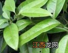 细风藤的功效与作用及常见用法 小风藤的功效与作用