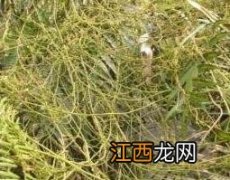 无头藤的功效与作用及药用价值图片 无头藤的功效与作用及药用价值