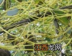 无娘藤的功效与作用及药用价值 无娘藤的功效与作用及药用价值是什么