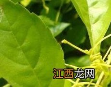 菟丝子藤的功效与作用一斤多少钱 菟丝子藤的功效与作用