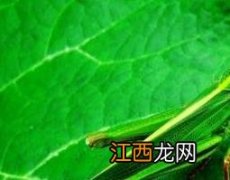 蝗虫的作用与功效及药用价值 蝗虫的作用与功效及药用价值