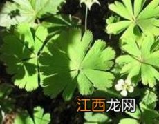 独叶草有什么功效 大独叶草的功效与副作用