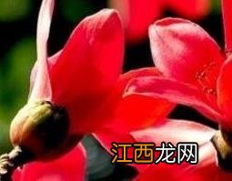 木棉花根的功效与禁忌症 木棉花根的功效与禁忌