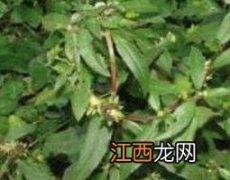 中药墨汉莲的作用与功效 墨汉莲的功效与作用及食用方法