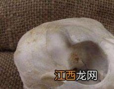 猫骨的功效与作用用法 猫头骨的功效与作用