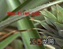 假菠萝根的功效与作用 假菠萝根的功效