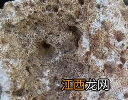 中药海浮石的功效与作用及禁忌 中药海浮石的功效与作用及禁忌症