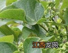 桐子的作用和功效 中药小桐子的功效与作用