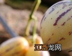 人参果的营养价值及功效与作用 人生果的药用价值与药用功效