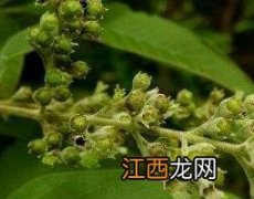 牡荆子泡酒的功效与副作用 牡荆子泡酒的功效与副作用及禁忌