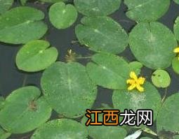 水鳖草怎么养殖 水鳖草怎么养殖的