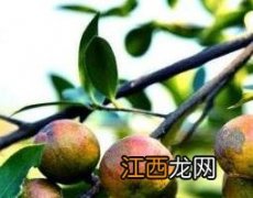 熟油子的功效与作用 中药熟油子的药用价值