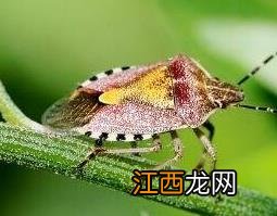 臭板虫是什么药材 臭板虫有什么药用价值