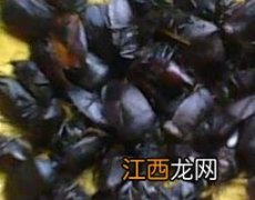 九香虫功效与作用及禁忌症 中药九香虫的药用价值及使用禁忌